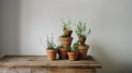 6 Plant Outdoor/Indoor Decorations.