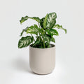 Outdoor/Indoor Decoration