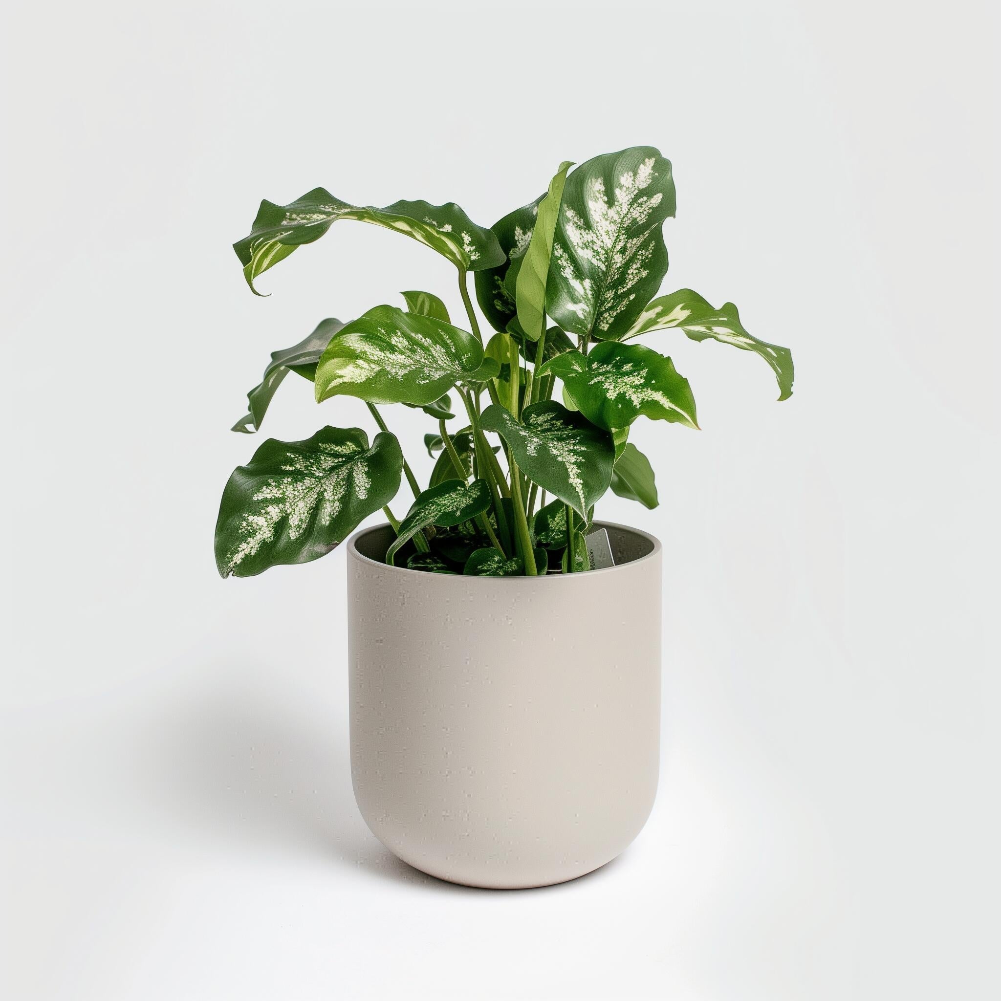 Outdoor/Indoor Decoration